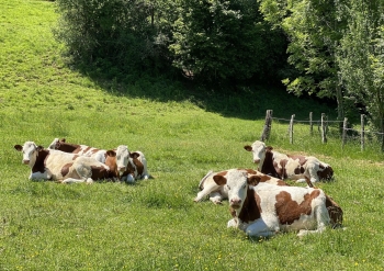 Randonnée aux environs du tremplin de Chaux Neuve Haut Doubs 