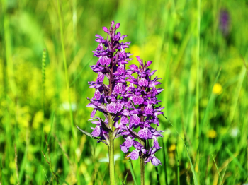 A la décourverte des Monts de Gy