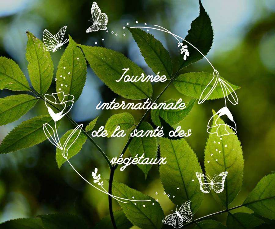  12 Mai - Journée internationale de la santé des végétaux 