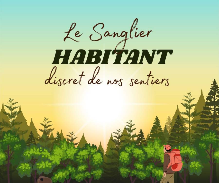 Les sangliers en randonnée : que faut-il savoir ?